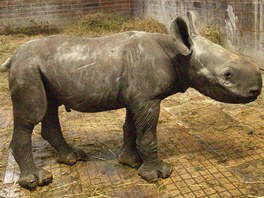 Samika nosoroce dvourohho se ve dvorsk zoo narodila 8. 9. 2012.