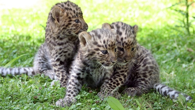 Leopard mandusk