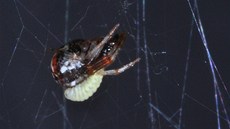 Larva parazitické vosi�ky si "osedlala" pavouka snova�ku.