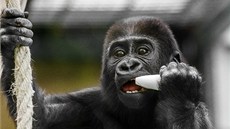 Podobu s tátou Richardem desetim�sí�ní Tano nezap�e.