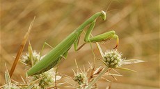 Kudlanka nábo�ná.