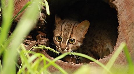 Vzácná koka cejlonská se zabydluje v ostravské zoologické zahrad. (23. záí