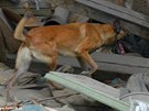Trosky zíceného domu ve Slezské Ostrav museli prohledat psi, nikoho nenali.