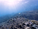 Heron Island, Velký bariérový útes