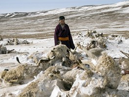 Dobytek je stednm bodem ivota mongolskch pastevc. Kdy o nj pijdou,...