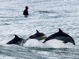 VLNY U SYDNEY. Zatímco australtí surfai ekají na vlny, delfíni si v poklidu...