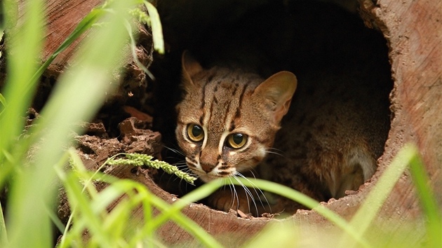 Vzácná kočka cejlonská se zabydluje v ostravské zoologické zahradě. (23. září 2012)