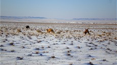První sníh v Gobi. Mrazy v pu�ti ude�í u� v �íjnu a vydr�í a� do dubna.