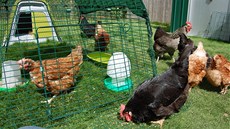 Do jednoho výbhu mohou být umístny maximáln tyi slepice.