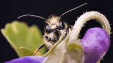 Včelka samotářka na květu fialky