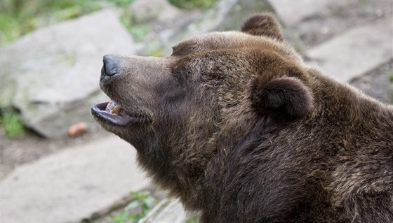 Lovci medvda zastelili toto úterý v alpském údolí Puschlav, kam se dostal z Itálie. Ilustraní foto