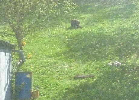 Zlíntí studenti vidli medvda na zahrad domu v ásti Zlína. Stihli jej ale