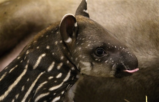 V brnnské zoo se narodilo mlád tapíra.