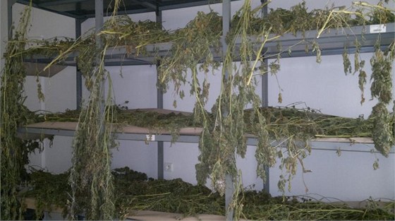 Policisté zabavili marihuanu za milion korun. (Ilustraní snímek)