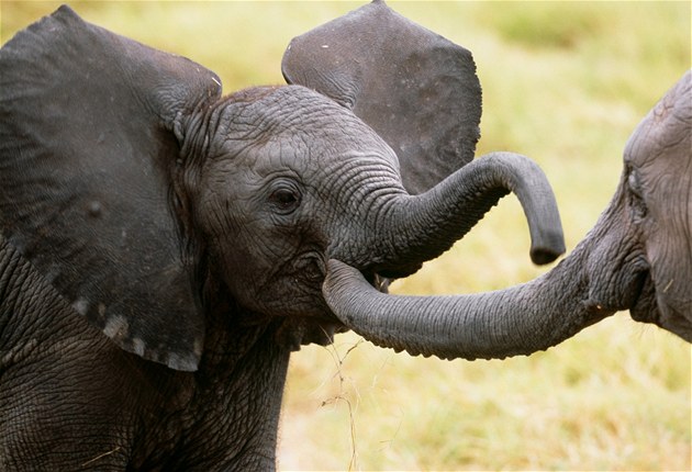 Slon indický (ilustraní foto)