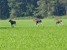 Unikátní snímek trojice los evropských v umavském parku