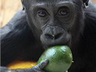 Občas zpestří gorilí jídelníček i nějaké exotické ovoce, například avokádo. 