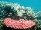 Nejvtí korálový útes svta umírá, za posledních 27 let ho ubyla víc ne