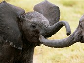 Slon indický (ilustrační foto)