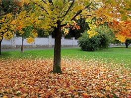 Podzim obarvil listí strom do mnoha barev.