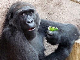 Oblbenou zeleninou praskch goril je apkat celer.