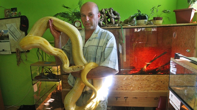 Chovatel Vojtch Dzik, jeho utkla jedovatá kobra, ukazuje dalího ze svých