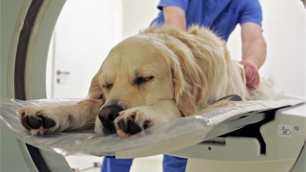 Na veterinární klinice v eských Budjovicích mohli díky tomografu zjistit, co