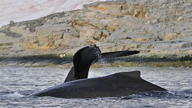 Velryba hrbat neboli keporkak dosahuje prmrn dlky 14-15 metr a v pes 25 tun.