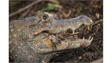 První seznámení s kajmany, na�t�stí jen v místní zoo, která by celá zaslou�ila