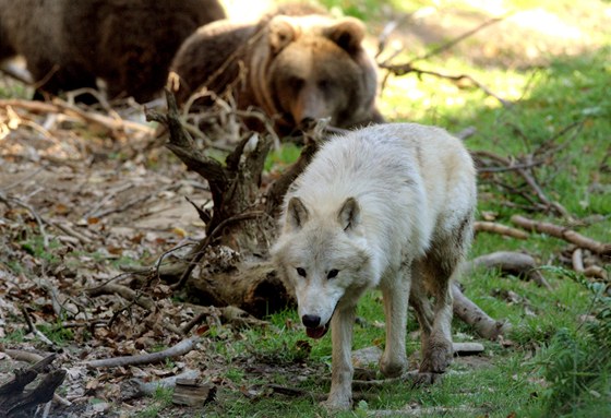 Čtyři medvědi a čtyři vlci žijí v jednom výběhu v Zoo Tábor-Větrovy.