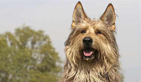 Na Mezinárodní výstav ps v eských Budjovicích bude o víkendu k vidní i