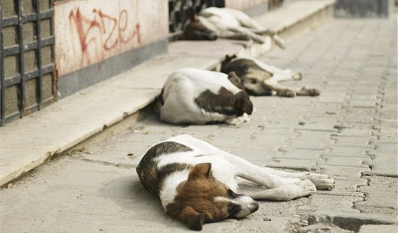 Potulní psi jsou pro hlavní msto Bosny a Hercegoviny obrovský problém.