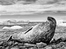 Píroda a ivotní prostedí, 1. místo: VÁCLAV ILHA, volný fotograf: Antarktida...