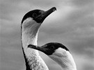 Píroda a ivotní prostedí, 1. místo: VÁCLAV ILHA, volný fotograf: Antarktida