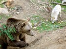 tyi medvdi a tyi vlci ijí v jednom výbhu v Zoo Tábor-Vtrovy.