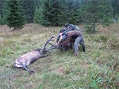 Záchranná akce, pi ní lesníci osvobodili zaklínného jelena.