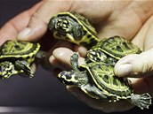 Úspěšně uměle odchovaná mláďata želvy korunkaté. První na světě