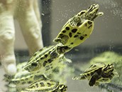 Ve vodě jsou máďata želvy korunkaté ve svém živlu.