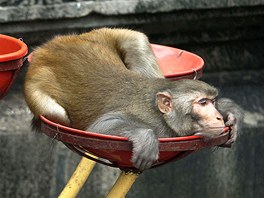 SPÁNEK NA TALÍI. V indickém Gauhátí se odpoívá vude. Opice na snímku si pro...