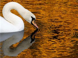 BÍLÉ ZLATO. Bílá labu se vydala na przkum rybníku v Letní zahrad v ruském...