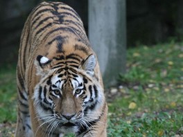 V olomoucké zoologické zahrad na Svatém Kopeku je nov k vidní rok a pl...