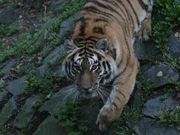 V olomoucké zoologické zahrad na Svatém Kopeku je nov k vidní rok a pl...