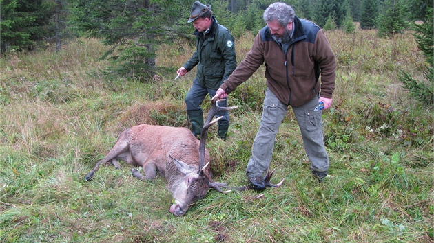Záchranná akce, pi ní lesníci osvobodili zaklínného jelena.