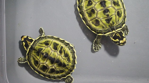 První uměle odchovaná mláďata želvy korunkaté 