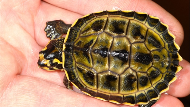 Čerstvě vylíhlá želva korunkatá na dlani.

