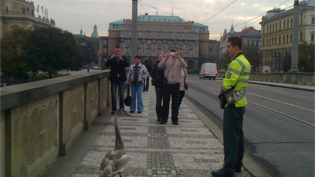 Labut na mostech a v ulicích Prahy nejsou ádnou výjimkou.