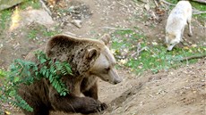 �ty�i medv�di a �ty�i vlci �ijí v jednom výb�hu v Zoo Tábor-V�trovy.