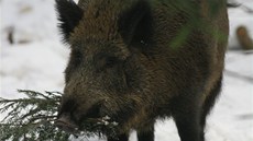 Prase divoké na �umav�