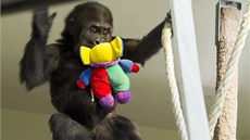 Tano �ádí v gorilí �kolce