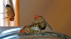 Mu�ky octomilky p�evádí, pro� jsou jedním z oblíbených modelových organism�...